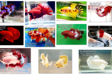 Bộ ảnh top 10 tuần 4 tháng 6 cuộc thi Show Betta Online 2018