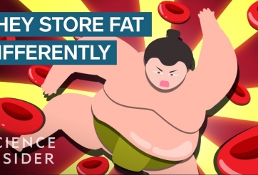 VIDEO: Sự thật ít người biết về sức khỏe của những võ sĩ Sumo