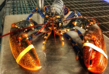 Bất ngờ với giá trị dinh dưỡng của 'tôm hùm xanh'