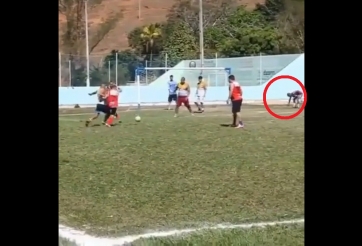 VIDEO: Cầu thủ 'ăn rùa' nhất năm và bàn thắng 'từ trên trời rơi xuống'