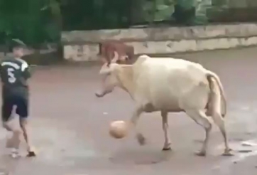 HÀI HƯỚC: Quá liều mạng khi đá bóng với 'cầu thủ' 4 chân 2 sừng