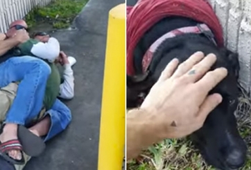 Đánh cún, gã đàn ông nhận bài học đắt giá từ võ sư đai đen