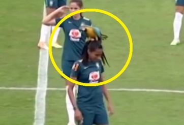 VIDEO: Cầu thủ bị chim 'làm tổ' trên đầu, phải dùng bóng đá để giải quyết