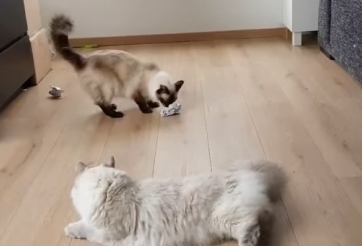 Tiên tri dự đoán kết quả Hàn Quốc vs Đức