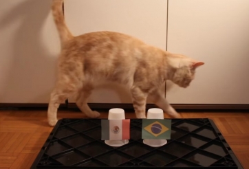 Mèo thần thông dự đoán kết quả Brazil vs Mexico