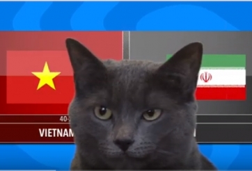 VIDEO: Mèo tiên tri dự đoán trận Việt Nam vs Iran