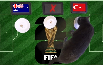 Mèo tiên tri dự đoán tỷ số Australia vs Thổ Nhĩ Kỳ: Gieo sầu cho Úc!