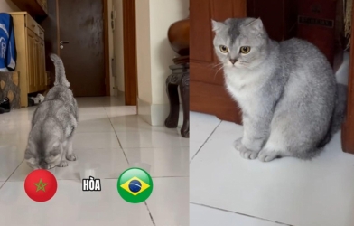 Mèo tiên tri Việt Nam dự đoán bất ngờ Brazil vs Morocco - World Cup 2026