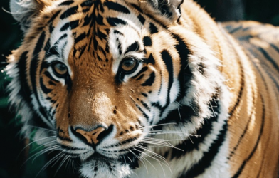 3 con giáp ngồi yên 'tài lộc tìm tận cửa' vào tháng 5, thời hoàng kim đã đến, cải vận thôi!