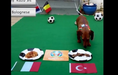 Thần khuyển dự đoán Italia vs Thổ Nhĩ Kỳ: Khai phá thiên cơ