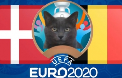 Mèo tiên tri dự đoán Đan Mạch vs Bỉ: Bất ngờ?