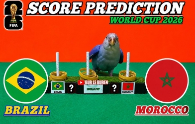 Vẹt tiên tri dự đoán tỷ số Brazil vs Morocco: Kết quả khó tin bậc nhất