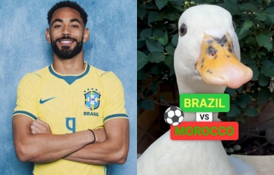 Đàn vịt đồng loạt chọn đội thắng ở đại chiến Brazil vs Ma Rốc