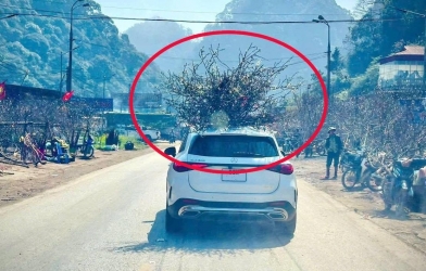 Chở đào, quất ngày Tết trên nóc ô tô: Coi chừng bị phạt tiền, trừ điểm bằng lái