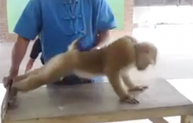 Video hài hước: Chú khỉ tập hít đất cực kỳ chuyên nghiệp