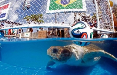 Rùa tiên tri dự đoán Brazil thắng Croatia