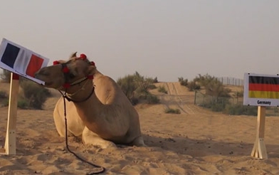 ĐT Pháp lại hoang mang vì dự đoán của lạc đà “tiên tri”