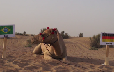 VIDEO: Xem lạc đà 'tiên tri nửa mùa' dự đoán trận Brazil - Đức