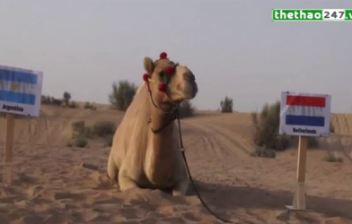 VIDEO: Lạc đà Shaheen 'thử vận may' trận Hà Lan - Argentina