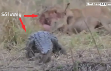 VIDEO: Cá sấu 'ăn đủ' vì đơn độc tấn công bầy sư tử