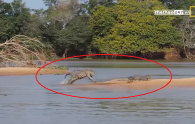 VIDEO: Báo Jaguar vượt sông làm thịt cá sấu