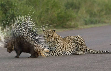 VIDEO: Báo và sư tử săn nhím khác nhau như thế nào