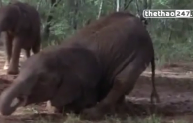 VIDEO: Khi các loài động vật hoang dã ...say sỉn