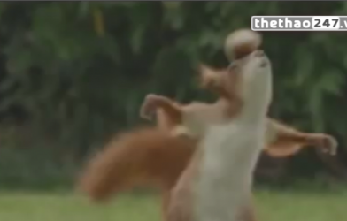 VIDEO: Nghi án về loài Sóc biết chơi bóng đá