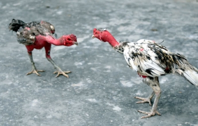 VIDEO: Kinh hoàng pha chọi gà đứt đầu đối phương