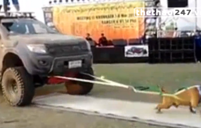 VIDEO: Chú chó lực sĩ kéo 2 chiếc xe bán tải một lúc