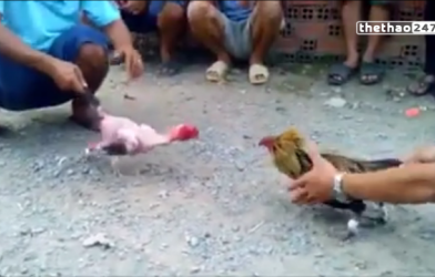 VIDEO: Trận đấu chọi gà siêu kịch tính và cái kết bất ngờ