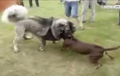 VIDEO: Đại chiến kinh hoàng giữa pitbull và chó ngao Tây Tạng