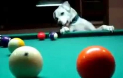 VIDEO: Ngạc nhiên với khả năng chơi bi-a hoàn hảo của chú chó