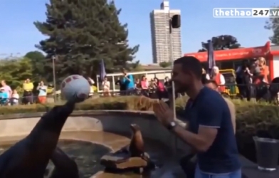 VIDEO: Màn so tài thú vị giữa Lukas Podolski với hải cẩu