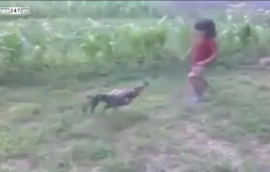 VIDEO: Trận đấu chọi gà 'hot' nhất trong tuần qua