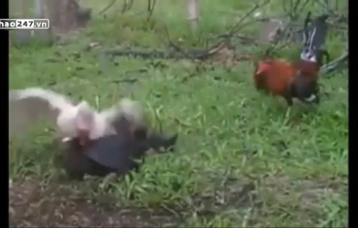 VIDEO: Vịt xiêm solo chấp 2 gà chọi vì 'ngứa mắt'