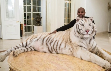 Độc cô cầu bại Mayweather đùa giỡn với hổ trắng khổng lồ