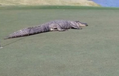 VIDEO: Cá sấu tràn vào sân golf khiến VĐV chạy tán loạn