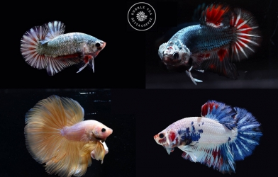 Bộ ảnh độc đáo về những chú cá Betta - Tháng 08/2017