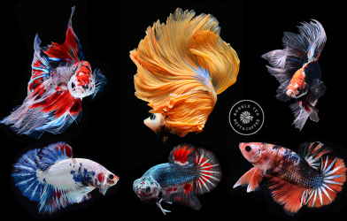 Tìm hiểu vẻ đẹp của cá Betta qua ảnh 2017