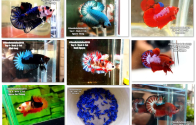 Bộ ảnh top 10 tuần 2 tháng 2 cuộc thi Show Betta Online 2018