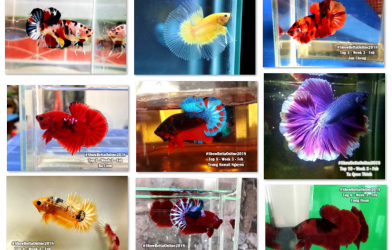 Bộ ảnh top 10 tuần 3 tháng 2 cuộc thi Show Betta Online 2018