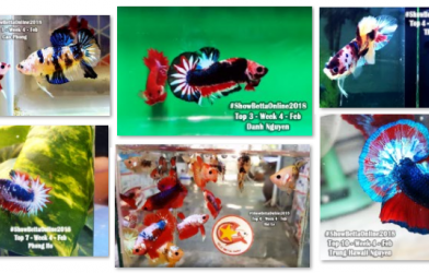 Bộ ảnh top 10 tuần 4 tháng 2 cuộc thi Show Betta Online 2018
