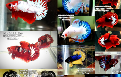 Bộ ảnh top 10 tuần 1 tháng 3 cuộc thi Show Betta Online 2018