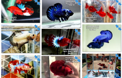 Bộ ảnh top 10 tuần 2 tháng 3 cuộc thi Show Betta Online 2018