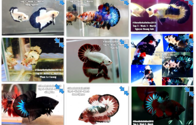 Bộ ảnh top 10 tuần 3 tháng 3 cuộc thi Show Betta Online 2018