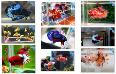 Bộ ảnh top 10 tuần 4 tháng 3 cuộc thi Show Betta Online 2018