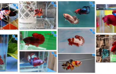 Bộ ảnh top 10 tuần 5 tháng 3 cuộc thi Show Betta Online 2018