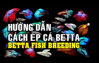 Chia sẻ cách ép cá betta đạt số lượng cao - Viết về cá betta 2018