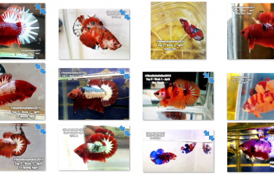 Bộ ảnh top 10 tuần 1 tháng 4 cuộc thi Show Betta Online 2018